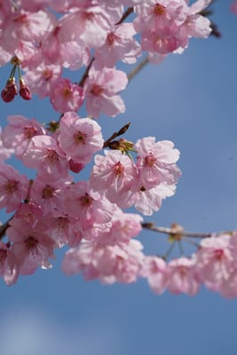 陽光桜（ようこうざくら）