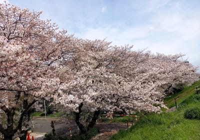 　　【六郷土手の桜】多摩川沿いゆったり、土手散策 🌸