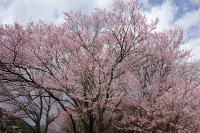 桜④