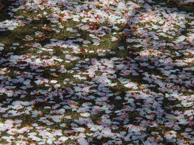 雨に打たれて散る桜