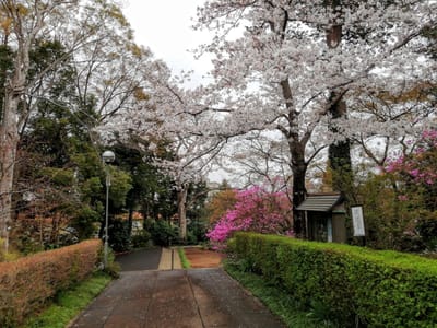 日本の春満開　　　花の観音寺   ３月28日、４月３日