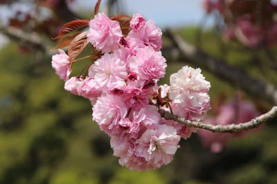 あけぼの山農業公園3～八重桜