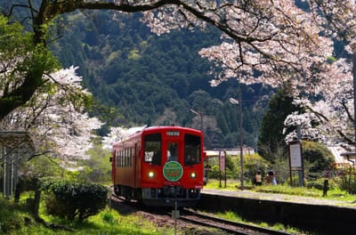 桜と列車（７）