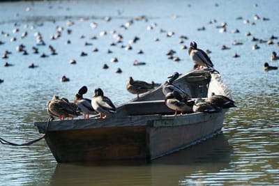 小舟と鳥