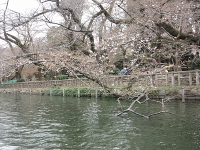 池に張出たこの桜の枝を愛でつつ、どうよけようかな、と・・・