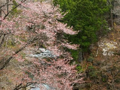 飛騨路の桜（２）