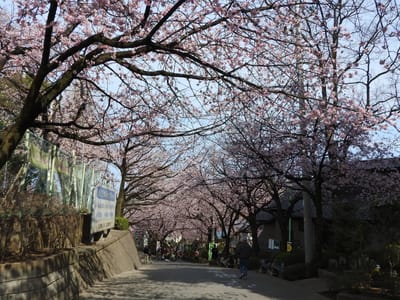 ・2021-03-07_密蔵院の安行桜