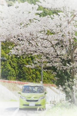 マイカーと桜