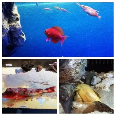 「鮮やかな色の魚」男鹿水族館②ー3  (みちのく3大半島秘境巡りツアー)  1日目   2022年9月8日    