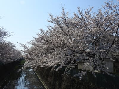 2021-03-27_本日、近場で桜三昧・・・