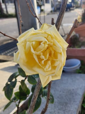 黄色い薔薇