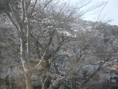 高尾山口駅のホームから見える桜
