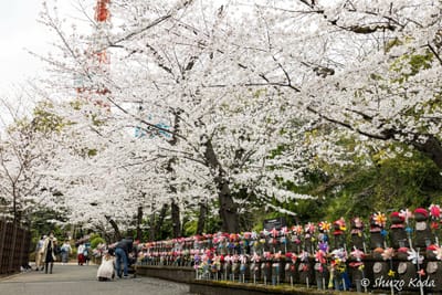 「桜と増上寺と東京タワー」 その２