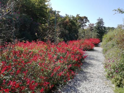「サルビアの小径」　モネの庭  マルモッタン  花の庭３　　  (四国ツアー２日目)    2023年10月18日