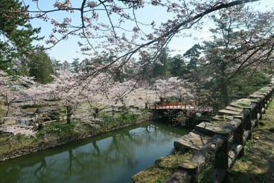 4/19 弘前城公園の桜~5分咲でしたが咲いてくれているだけで満足です！