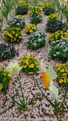 花毛氈に彩られた公園の花壇