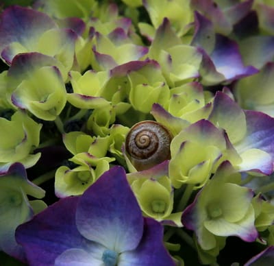 寒い冬なので、真夏の紫陽花と蝸牛を視覚のストーブがわりに