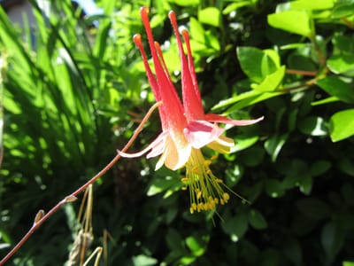 庭の花「オダマキ」