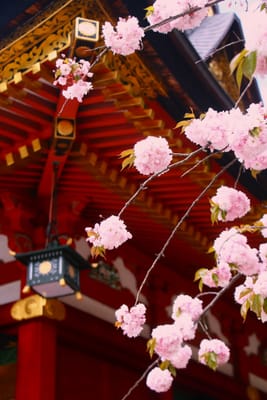 天然記念物・塩竃桜は、芭蕉の旅の目的より「塩竃桜と松島の月をみんとして・・」