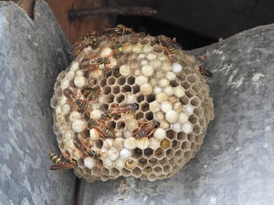 車庫のドアに蜂の巣