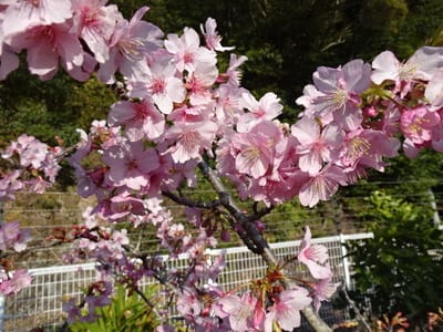 満開になった早咲きの河津桜