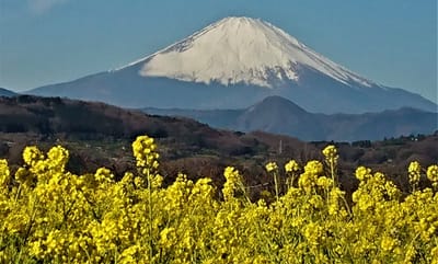 ☆ お気に入りの " 満開の菜の花と🗻富士山とのコラボ " が、美しい 二宮町の "吾妻山公園" にての撮影 ☆