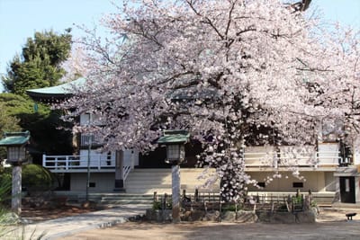 流山の桜9～清瀧院