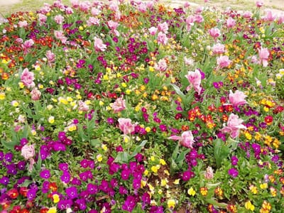 最後のチューリップ、百花繚乱　　  花いっぱいのアンデルセン公園　　　　　4月22日