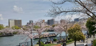2023年の桜　桜ノ宮