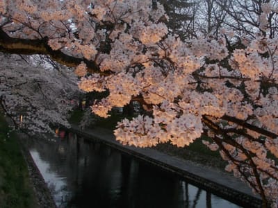 松川の桜
