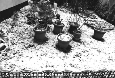 　　　我が家の花壇にも、雪景色 ⛄「関東甲信の大雪」❄