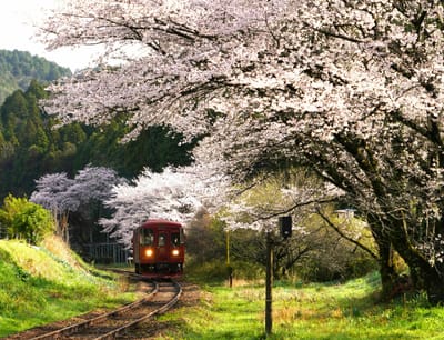 長良川鉄道の桜風景（１）