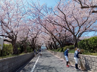 毎年同じ場所で撮影しているロケ地のソメイヨシノ桜🌸並木２