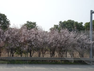 中国、江南の旅、沿道はアンズの花並木