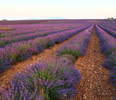 南フランス・ProvenceのValensole村周囲のラベンダー畑