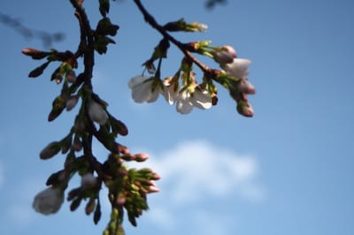 大阪の桜も開花