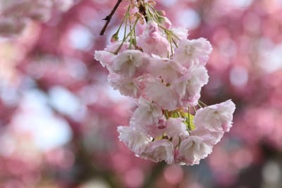 艶やかに花開く「八重桜」