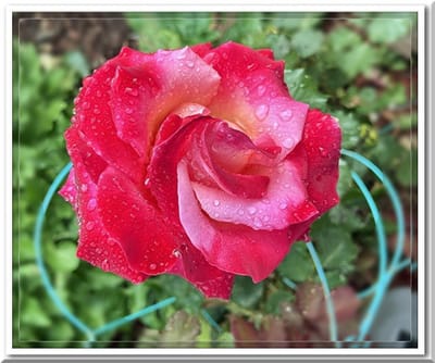 雨に濡れる深紅の薔薇