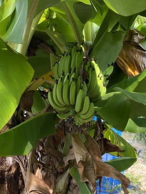 庭にバナナ
