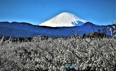 　　🗻 " 霊峰・富士山と、曾我別所梅林 " とのコラボ