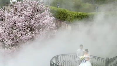 桜と雲海の共演🌸