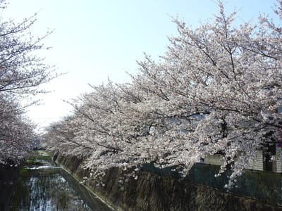 2021-03-27_本日、近場で桜三昧・・・