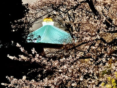 夜桜の奥に輝く武道館