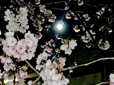 満月に映える寒桜