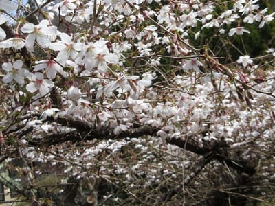 富士山周辺にしか咲かないフジザクラ　別名マメザクラ