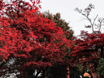最初の鳥居付近の紅葉   新倉山富士浅間神社  (秋の山梨県紅葉絶景3景めぐり)     2023年11月13日