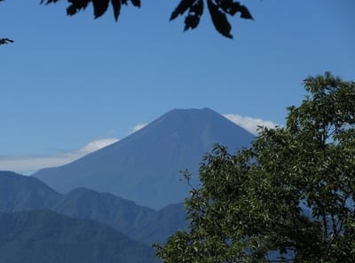 木の隙間からの富士山