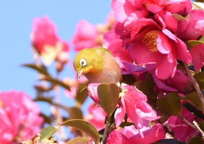 南紀串本で見かけた鳥
