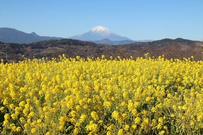 吾妻山公園1～菜の花と富士山