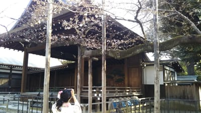 平成３１年、平成最後の開花宣言された靖国神社のソメイヨシノ桜🌸